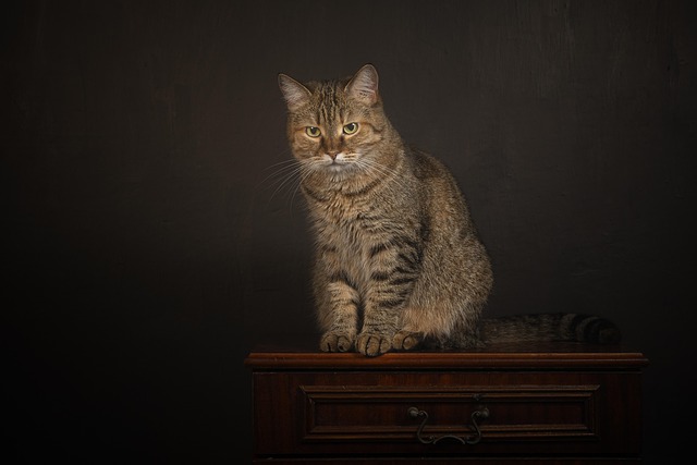 Gato, Animal, Mamífero, Felino