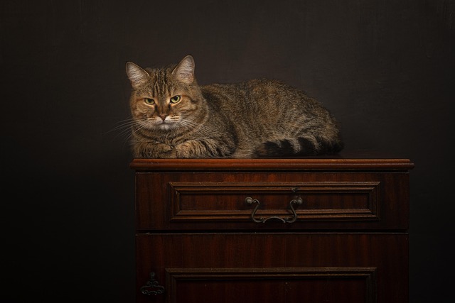 Gato, Animal, Mamífero, Felino