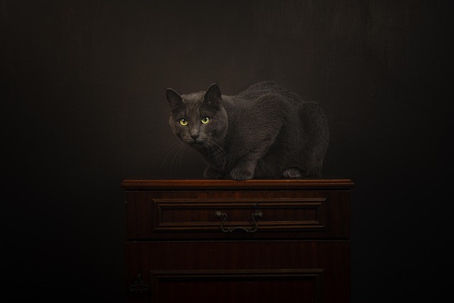 Gato, Animal, Mamífero, Felino