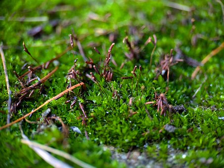 Free Down Forest photo and picture