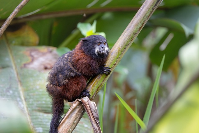 Free Saddle Tamarin Tamarin photo and picture