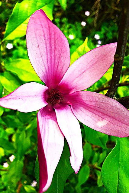 Free Flower Bloom photo and picture