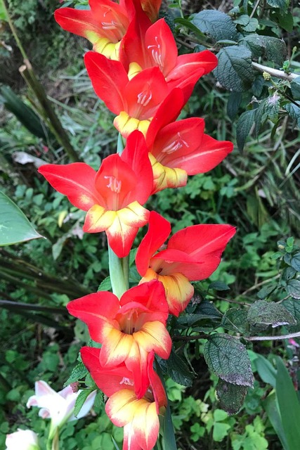 Free Flower Bloom illustration and picture