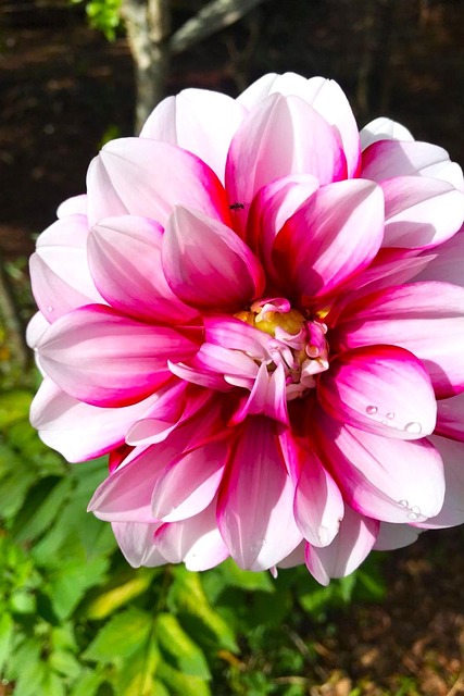 Free Flower Nature photo and picture
