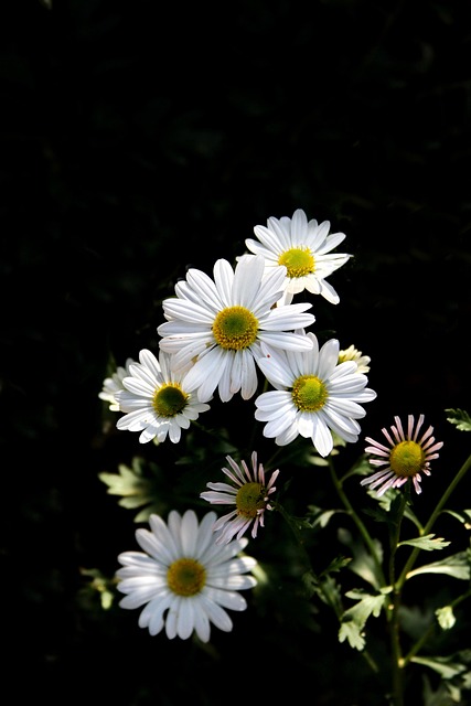 Tusindfryd, Hvid Blomst, Blomst, Plante