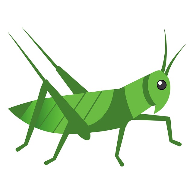 Free cricket grasshopper insect illustration
