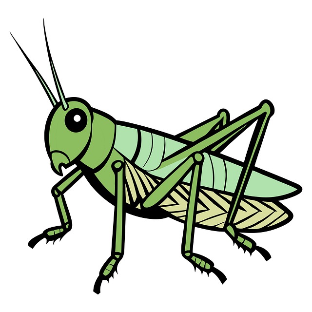 Free grasshopper cricket insect illustration