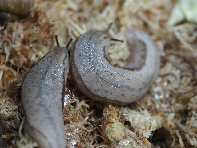Free Slug Mollusk photo and picture