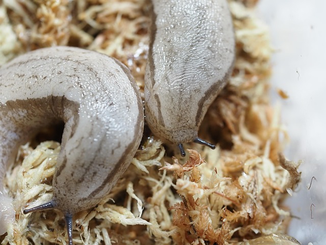 Free Slug Mollusk photo and picture