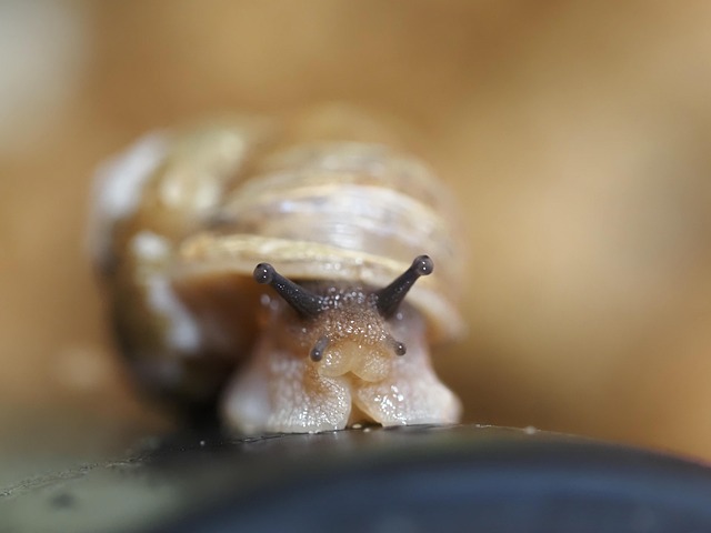 Free Snails Mollusk photo and picture