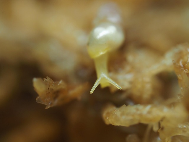 Free Snails Mollusk photo and picture