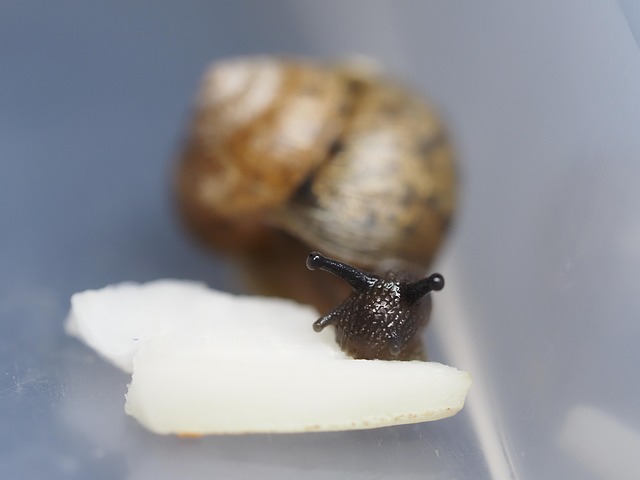 Free Snails Mollusk photo and picture
