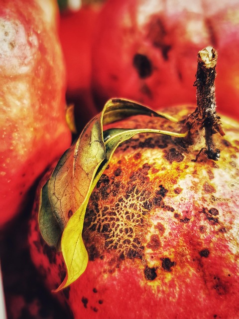 Free Garnet Fruit photo and picture