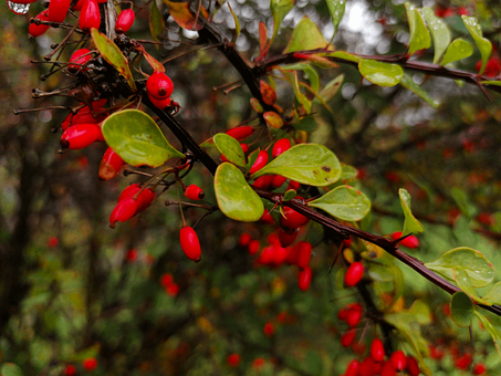 Berberitze, Berberis, Sauerdorn