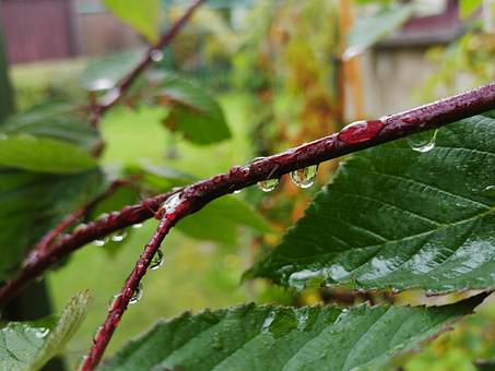Wassertropfen, Pflanze, Blatt, Natur