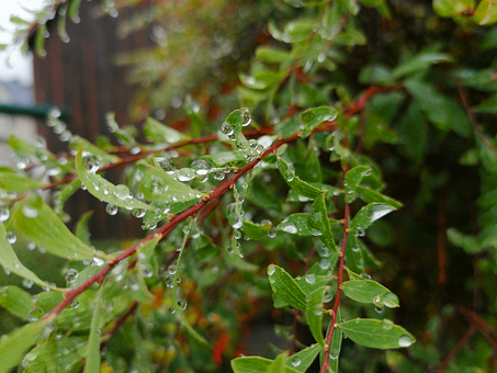 Wassertropfen, Blatt, Pflanze, Natur