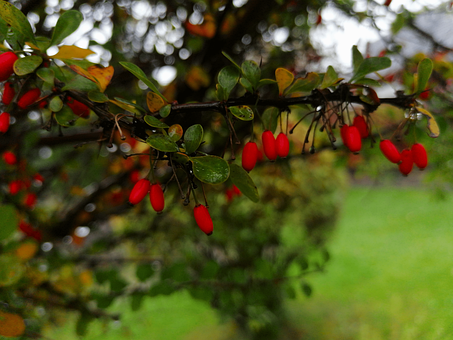 Berberitze, Berberis, Sauerdorn