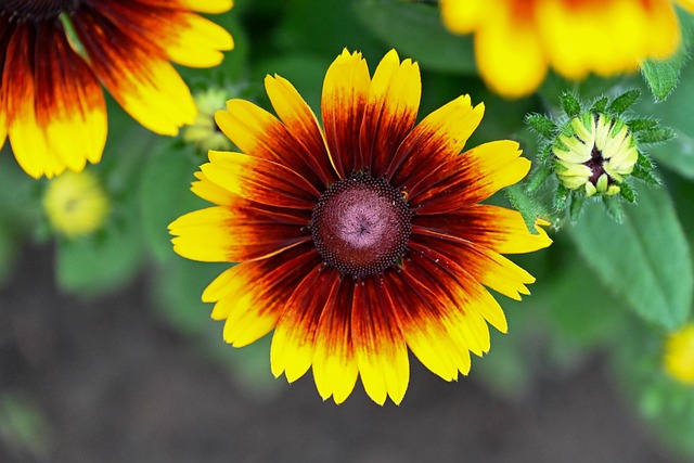 Free Flower Bloom photo and picture