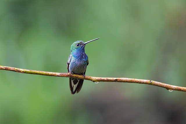 Free Hummingbird Bird photo and picture
