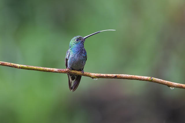 Free Hummingbird Bird photo and picture
