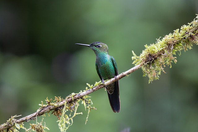 Free Hummingbird Bird photo and picture
