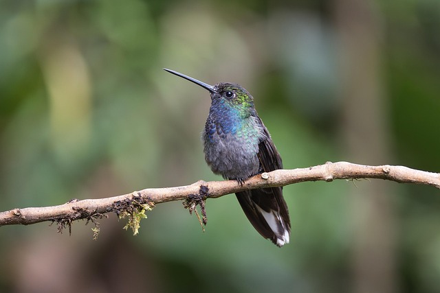 Free Hummingbird Bird photo and picture