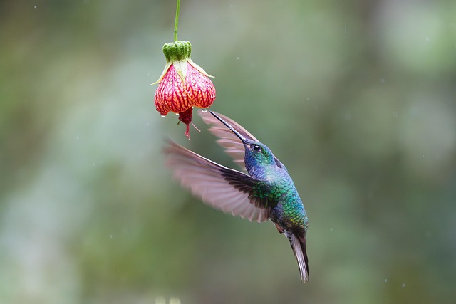 Free Hummingbird Bird photo and picture
