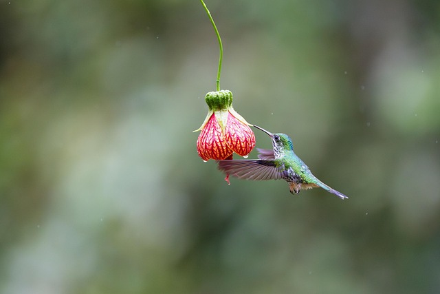 Free Hummingbird Bird photo and picture