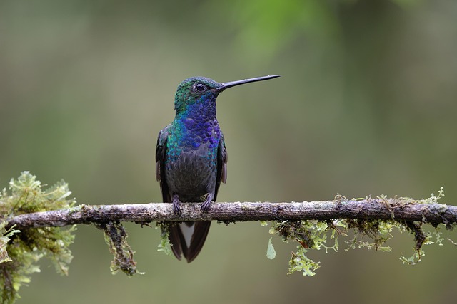 Free Hummingbird Bird photo and picture