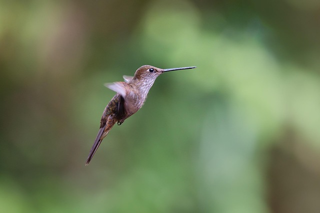 Free Bird Hummingbird photo and picture