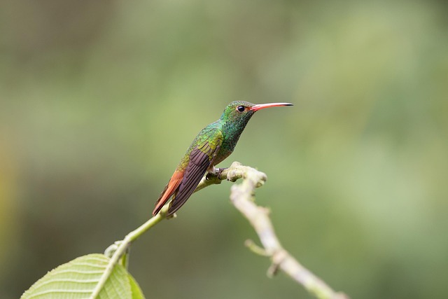 Free Hummingbird Bird photo and picture