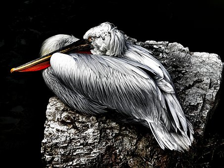 Pelikan, Dyr, Fugl, Dyrehage, Natur