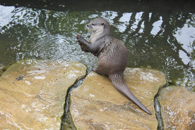 Nutria, Pedregoso, Mojado, Las Manos