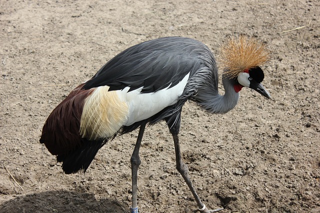 Pájaro, Ornitología