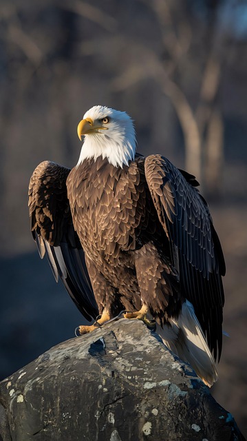 Ai Generiert, Weißkopfseeadler, Adler