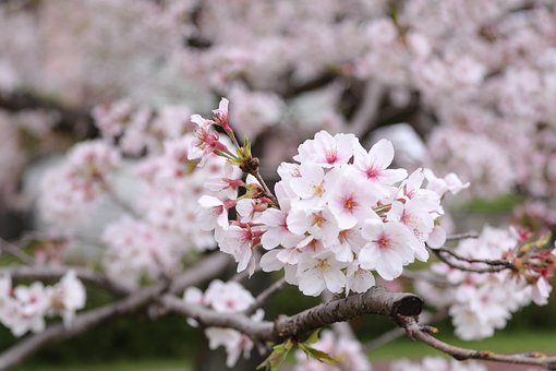 Flor, Primavera, Flor De Cerejeira