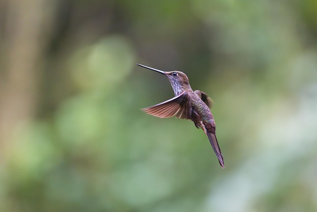 Free Bird Hummingbird photo and picture