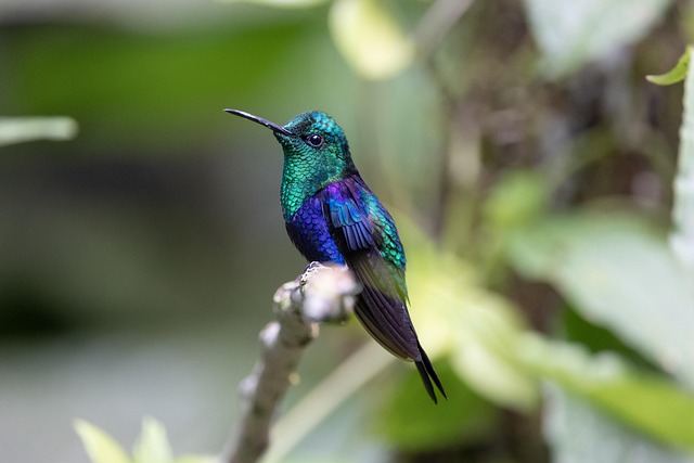 Free Hummingbird Bird photo and picture
