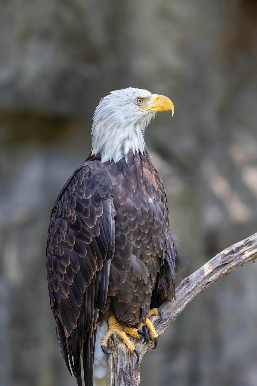 Eagle Example Bird Ornithology Eagle - Free photo on Pixabay