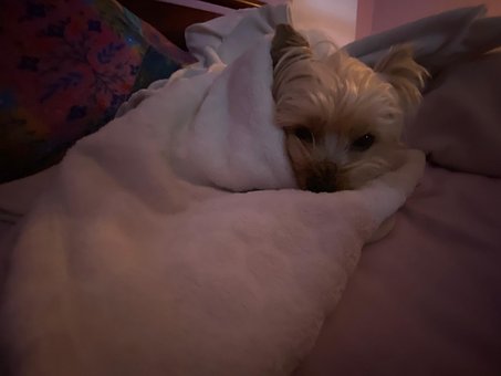 Free Cute Dog photo and picture