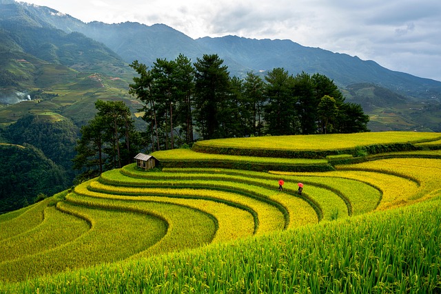 Free Paddy Field Field photo and picture