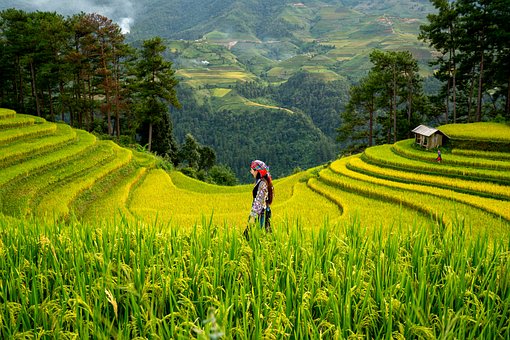 Free Women Paddy Field photo and picture