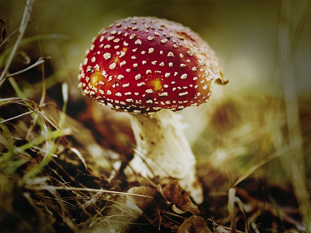 Paddestol, Champignon, Svampe, Efterår
