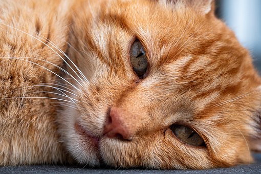 Gato, Animal, Mamífero, Felino