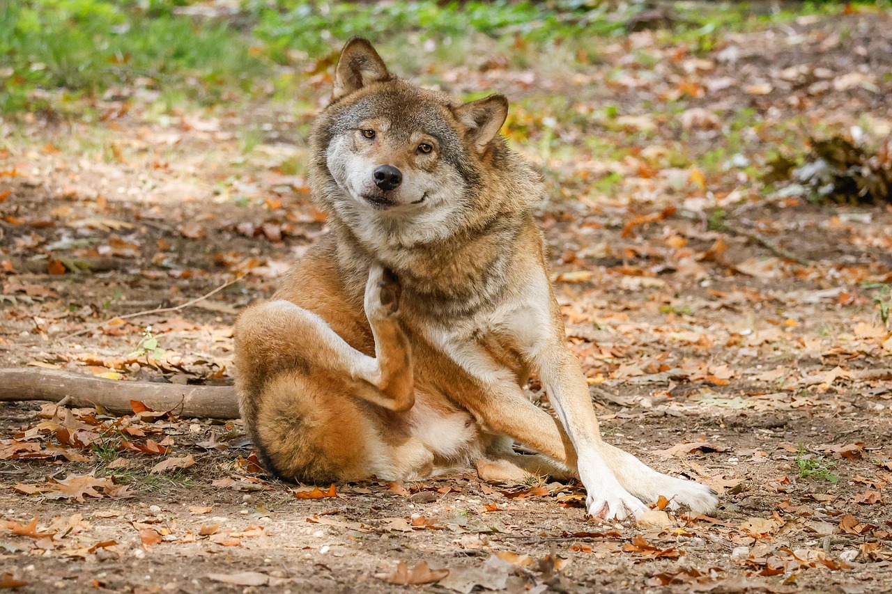 Wolf Predator Animal - Free photo on Pixabay
