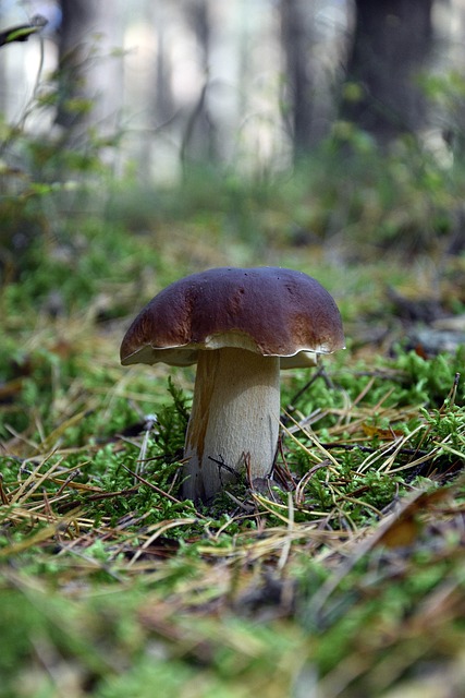 Boletus, Champignon, Natur, Skov, Svampe