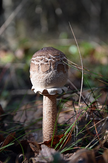 Champignon, Græs, Efterår, Skov, Natur