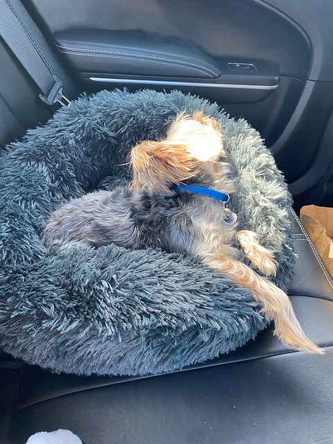 Free Dog Sleeping photo and picture