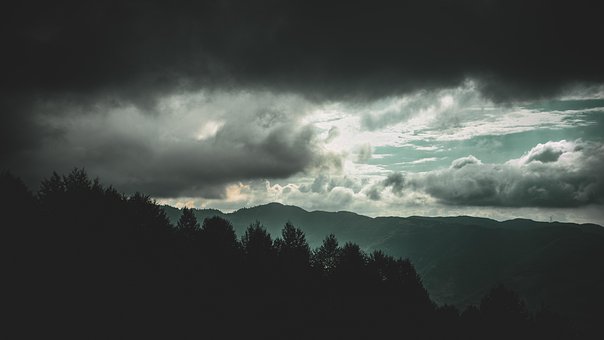 Free Forest Nature photo and picture