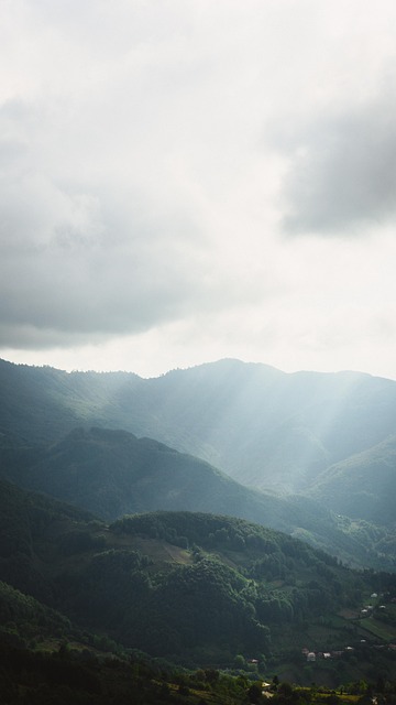 Free Forest Nature photo and picture
